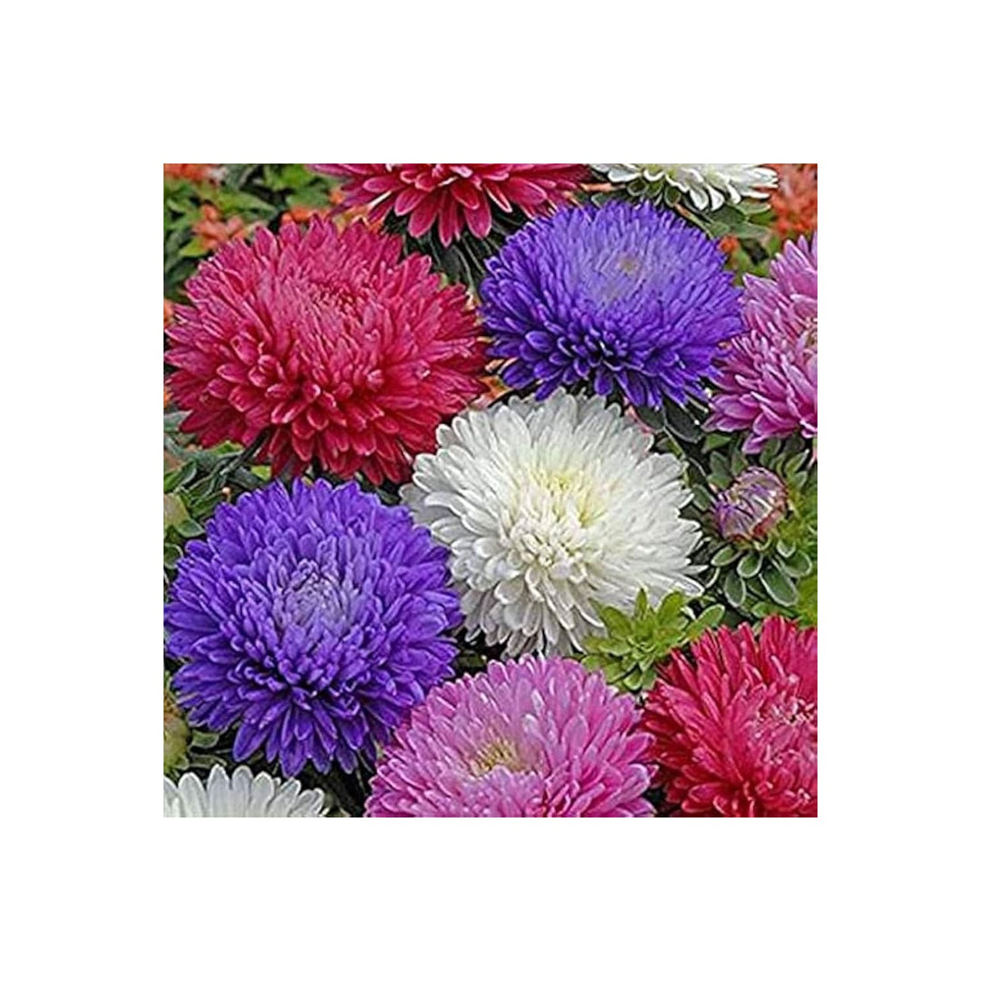 Aster Alpinus Mix Aster Alpinus Flower For Balcony And Home Garden Planting Flower Seeds for Home [neera-v5-e69083c796932dcf193d]
