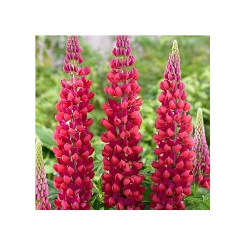 Heirloom Non-GMO Burgundy Lupine Flower Seeds for Planting [neera-v5-e691a0e8a6b74667656f]