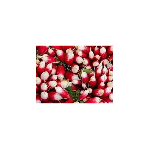 French Breakfast Radish Seeds for Planting [neera-v5-e694c79b7257bda7c630]