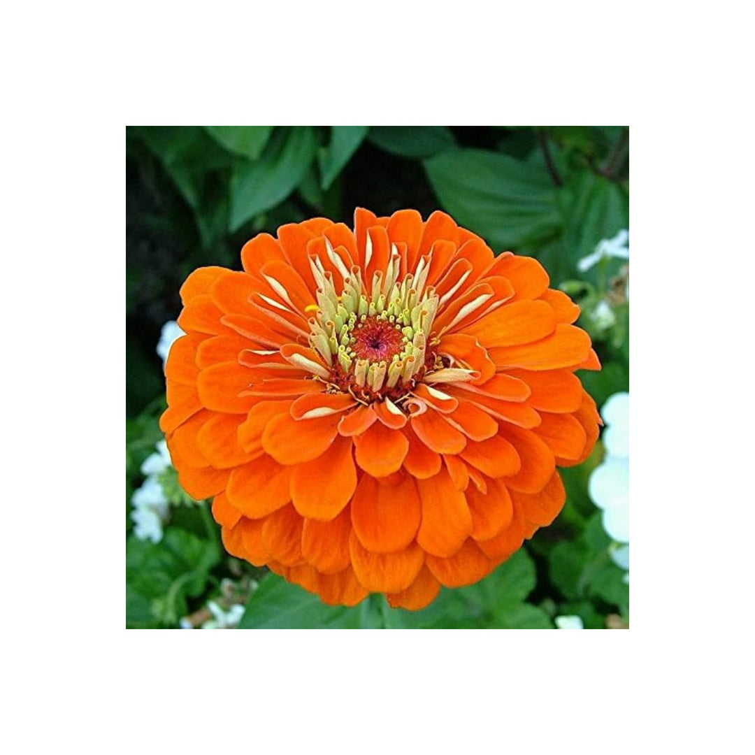 Orange Zinnia Zinnia Elegans Flower For Planting In Backyard Gardening Home Garden Pots Flower [neera-v5-e6952d63a0ed8504d2db]