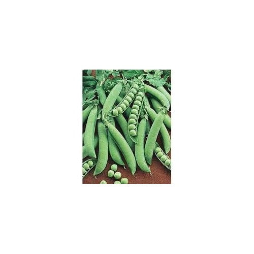 Snap Pea Vegetable Seeds for Planting [neera-v5-e695dd4357194b901a67]