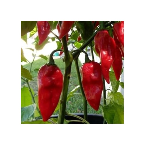 Pepper Seeds for Planting, 100 pcs [neera-v5-e6982a4f70694f7700bc]