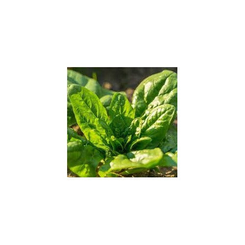 Noble Giant Spinach Seeds [neera-v5-e6a8a473834fc480154a]