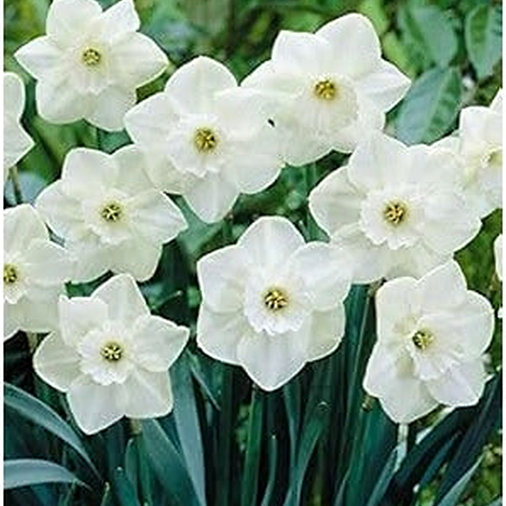 White Narcissus Flower Seeds [neera-v5-e6ae6c08740650dfcce6]