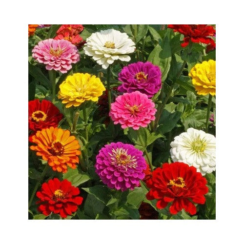 Count Calinia Giant Zinnia Flower Planting Non Gmo Heirloom Easy To Grow Annual Blooms [neera-v5-e6afee2db3cb0cfc6f8a]