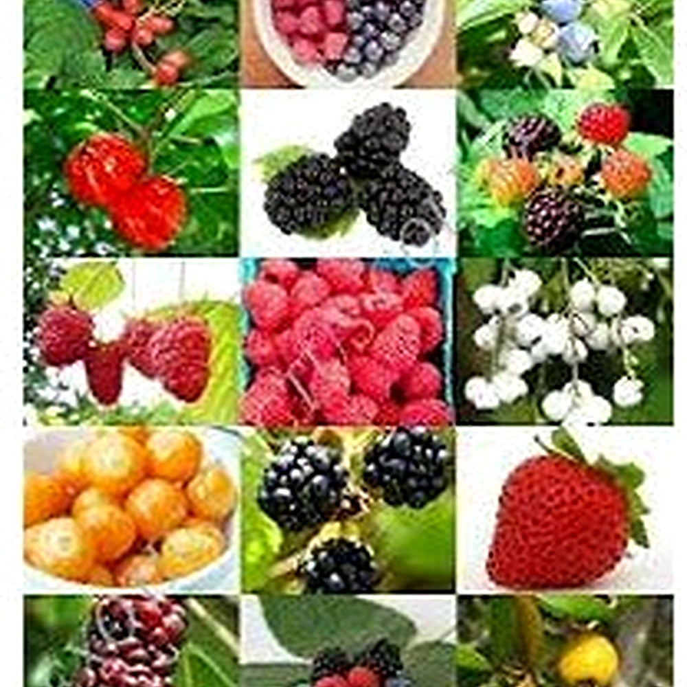 Mix Wild Berry Fruit Seeds for Planting [neera-v5-e6ba05c773c6d8bd9d40]