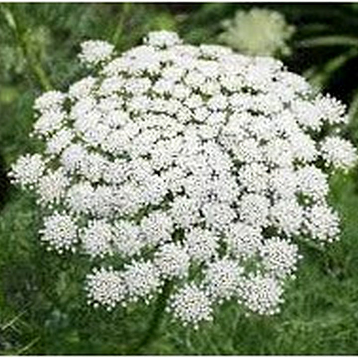 White Bishops Flower Seeds for Planting [neera-v5-e6c941a39886821d93d0]
