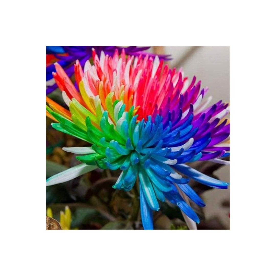 Multicolored Chrysanthemum Chrysanthemum Morifolium Flower For Planting In Home Garden Backyard [neera-v5-e6ce1117c8bbb3ccf009]
