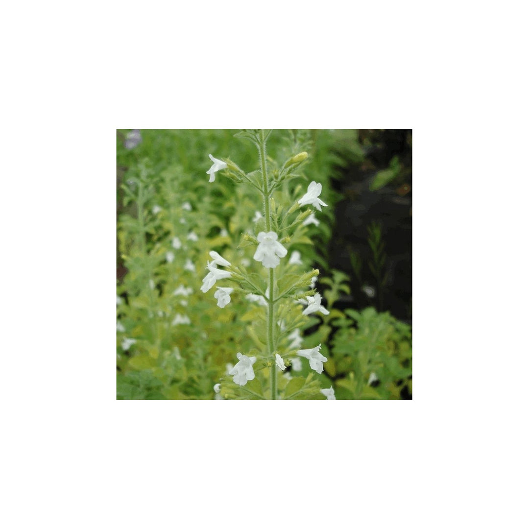 Calamintha Flower Heirloom Non Gmo Fragrant Pollinator Friendly Blooms Garden Planting Flower [neera-v5-e6cf695a6efac71bbb3e]