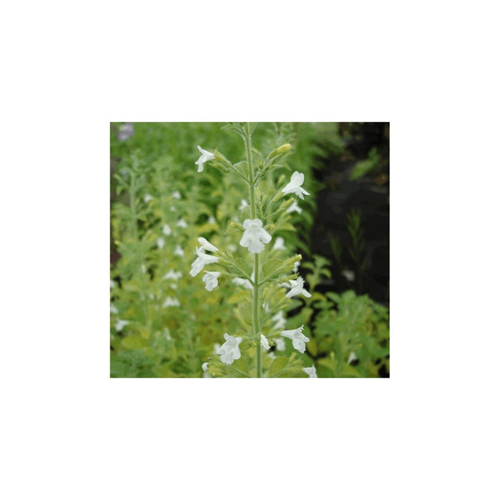 Calamintha Flower Heirloom Non Gmo Fragrant Pollinator Friendly Blooms Garden Planting Flower [neera-v5-e6cf695a6efac71bbb3e]