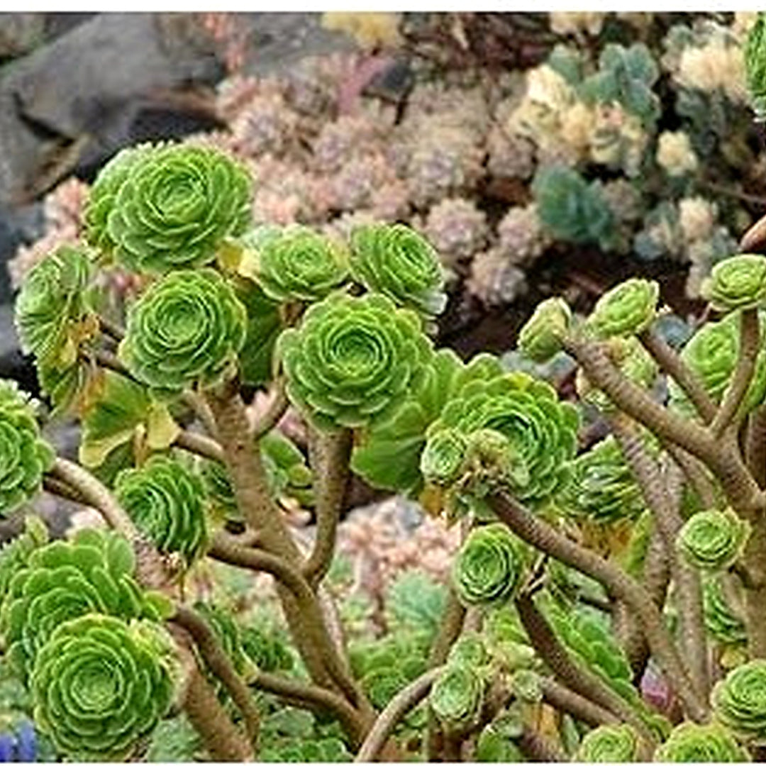 Heirloom Arboreum Flower Seeds for Garden Planting, Non-GMO, Succulent Blooms for Landscaping [neera-v5-e705a7316c4a4621974a]
