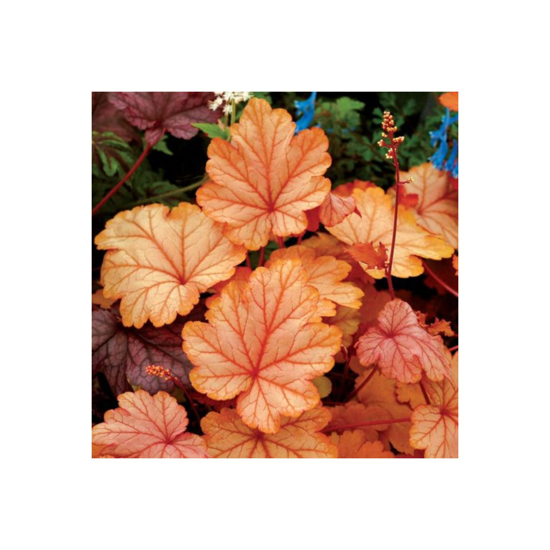 Orange Heuchera For Planting Heirloom Non Gmo Perennial For Garden Landscaping Borders Flower Seeds [neera-v5-e707697a625b538aad06]