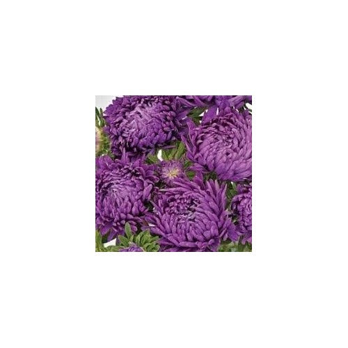 Organic Heirloom Violet Aster Flower Seeds [neera-v5-e70e8a371726d4b7227e]
