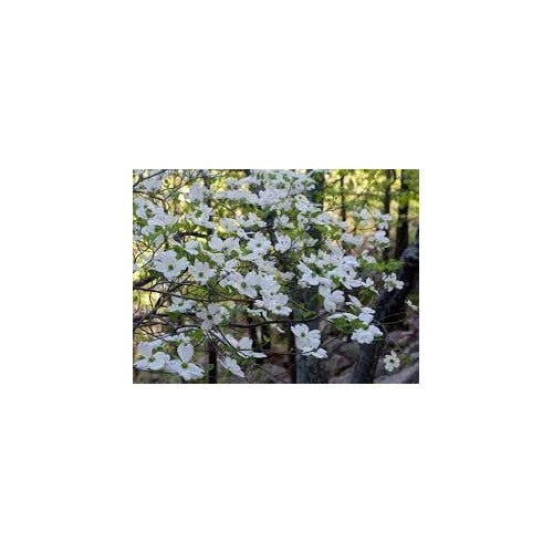 Cornus Florida Seeds for Planting [neera-v5-e7133e03272e2df33744]