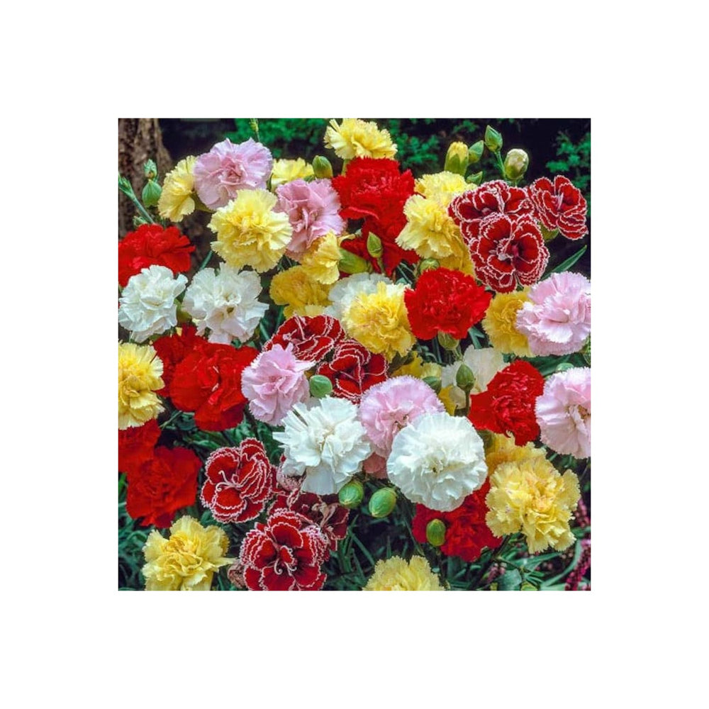 Carnation Dianthus Caryophyllus Flower For Planting In Home Garden Pots Flower Seeds for Home [neera-v5-e71ee9ebcbe3cbaab746]