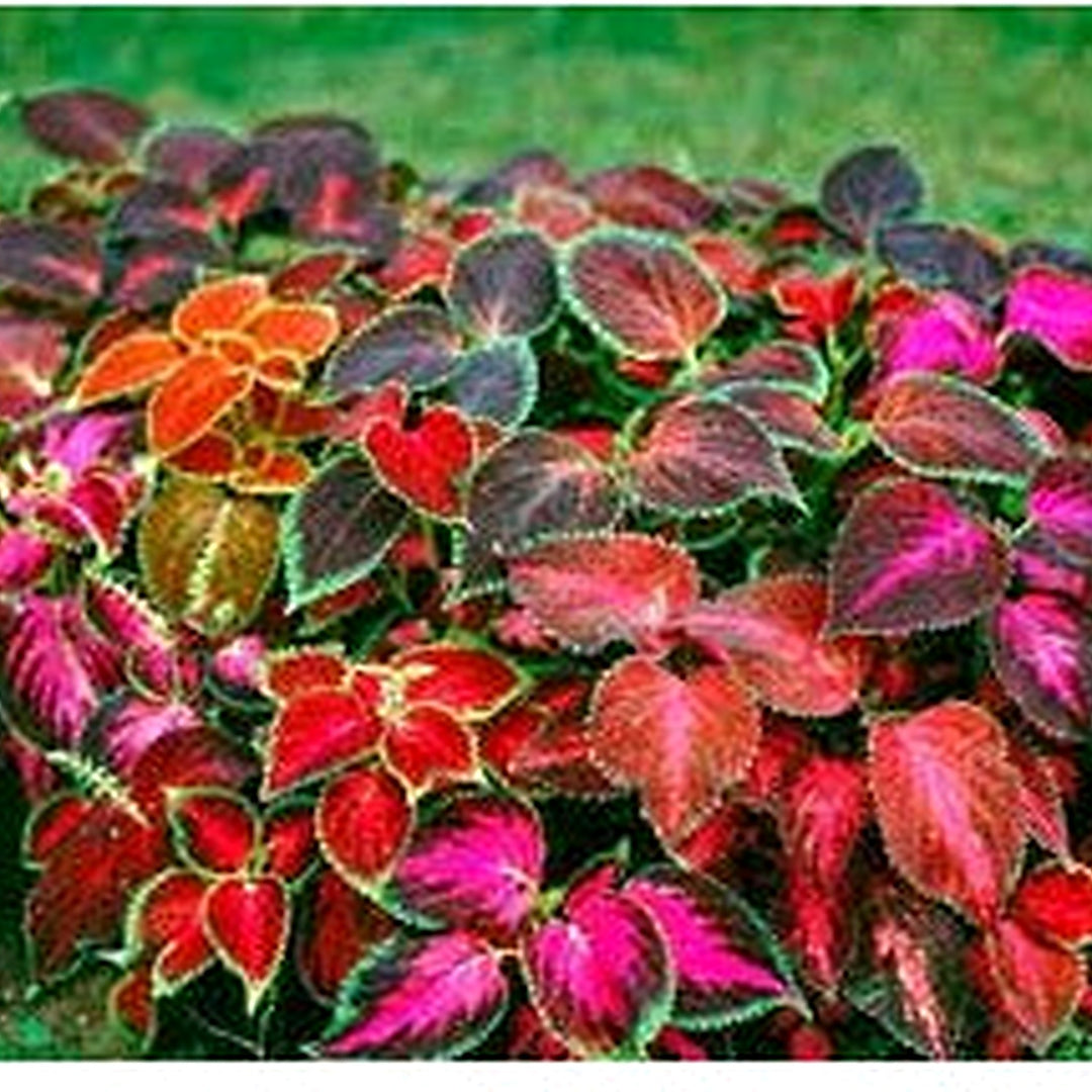 Coleus Wizard Mix Flower Seeds for Garden Planting [neera-v5-e723647afeedc16c5605]