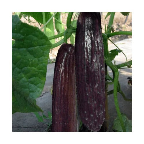 Indian Black Cucumber Seeds for Planting [neera-v5-e723be006f3bfeb346b4]