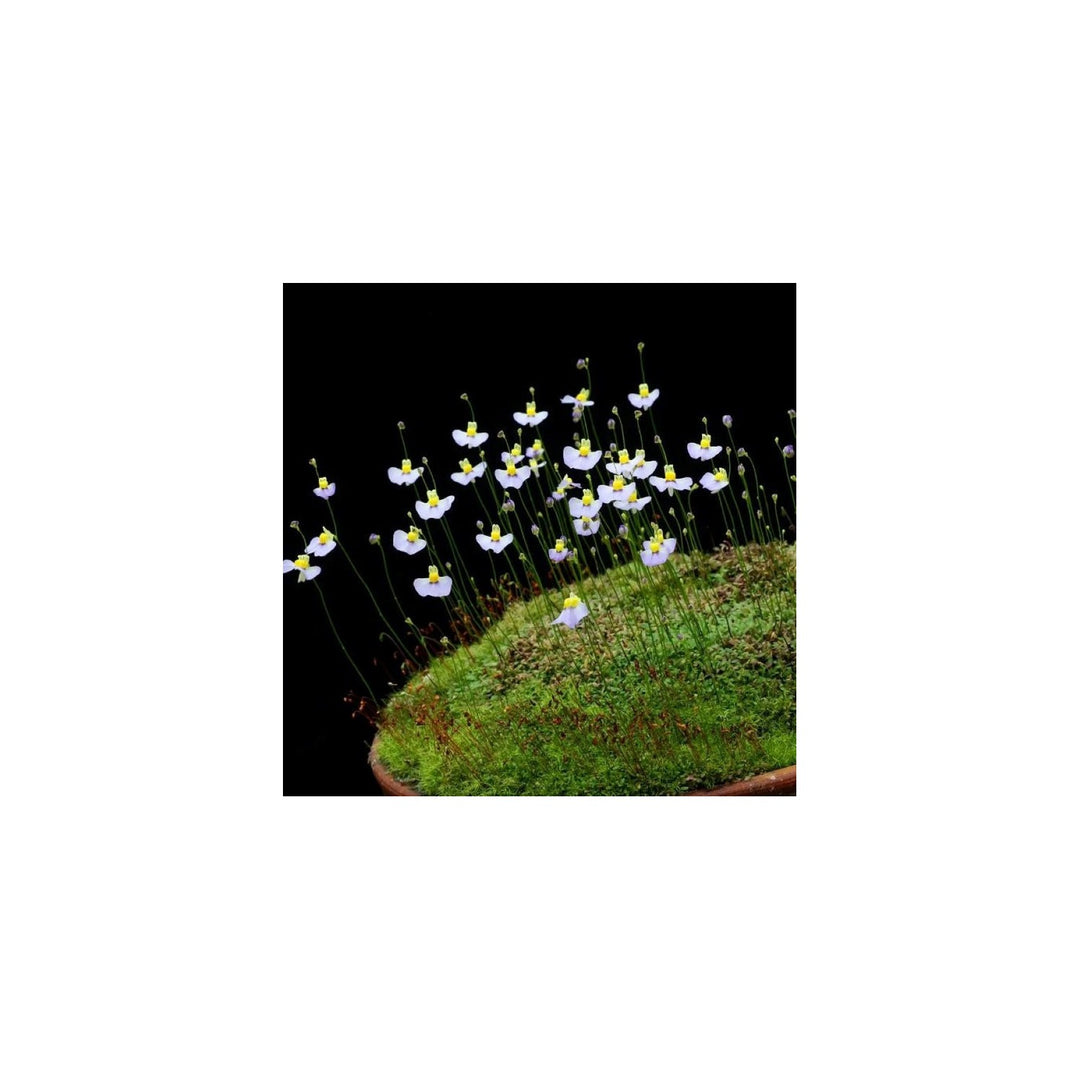 White Utricularia Bisquamata Plant For Garden Planting Non Gmo Flower Seeds for Home Garden [neera-v5-e7293d0ba77dd46e6ee5]