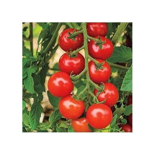 Red Tomato Seeds for Planting [neera-v5-e7325b53608c63326c5b]