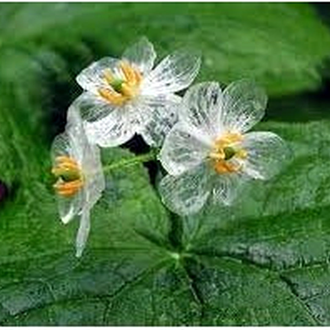 Skeleton Flower Seeds [neera-v5-e738a70b84e0c03b0d96]
