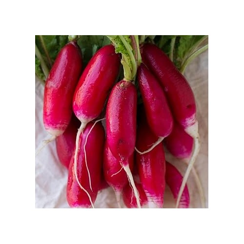 Lady Slipper Radish Seeds for Planting [neera-v5-e74176b6cdada0bd54a7]
