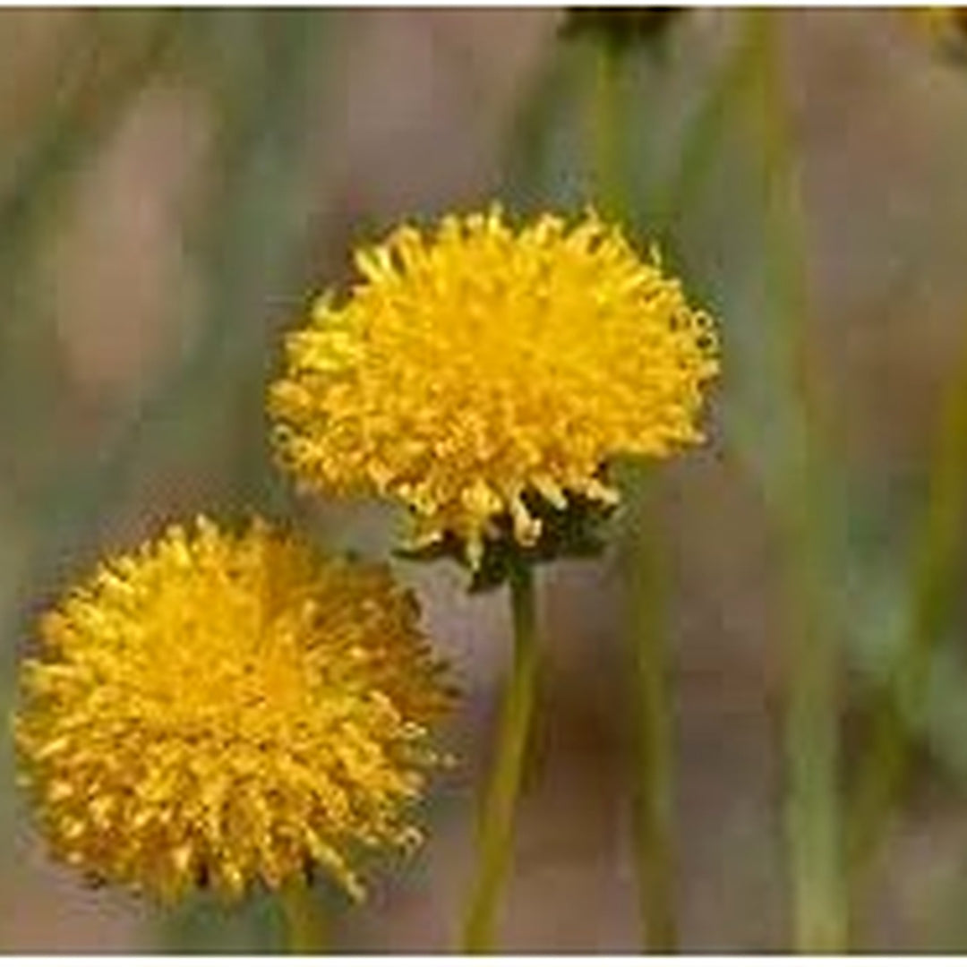 Heirloom Non-GMO Thelesperma Flower Seeds for Planting [neera-v5-e74ae5839f0f6dfd84fc]