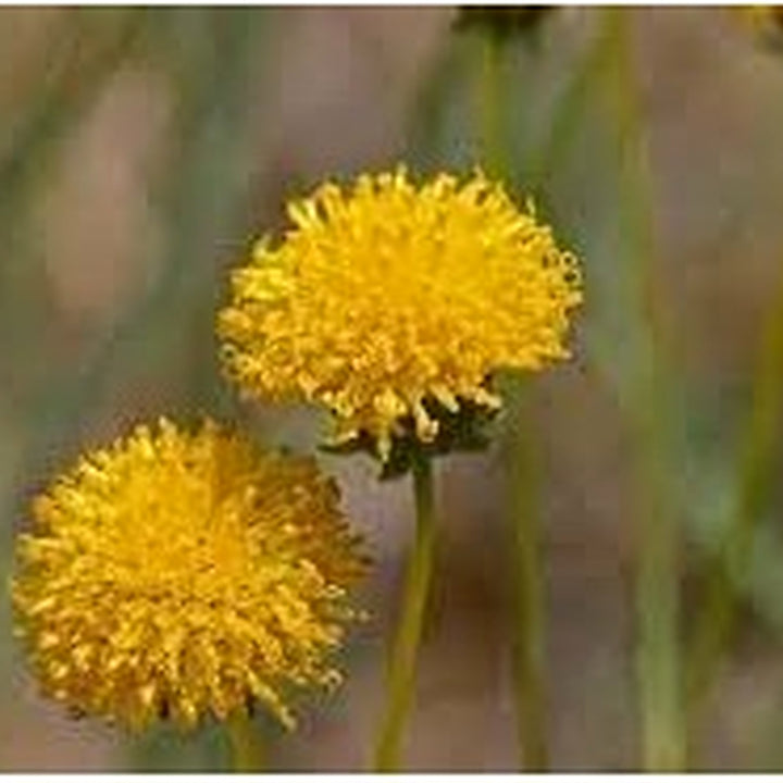 Heirloom Non-GMO Thelesperma Flower Seeds for Planting [neera-v5-e74ae5839f0f6dfd84fc]