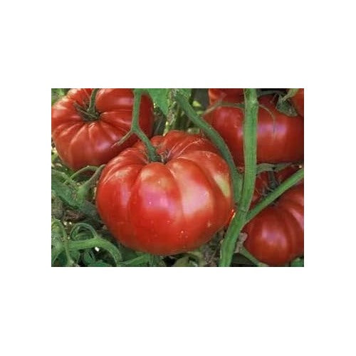 Giant Red Tomato Seeds for Planting [neera-v5-e74ffeb30bfb853c6547]
