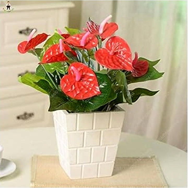 Anthurium Dark Orange Flower Seeds [neera-v5-e761dbc7855356fd1444]