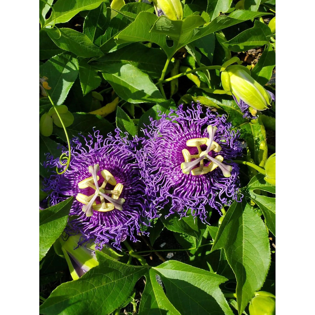Heirloom Non Gmo Passion Flower Passiflora For Planting Exotic Climbing Vine Blooms Flower Seeds [neera-v5-e7631c1ac38b78dfcdd7]
