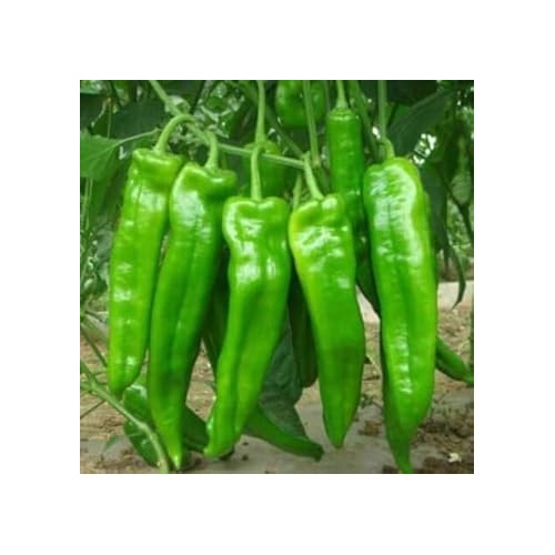 Sweet Pepper Bulgarian Seeds for Planting [neera-v5-e772bcb3728f88a26a80]