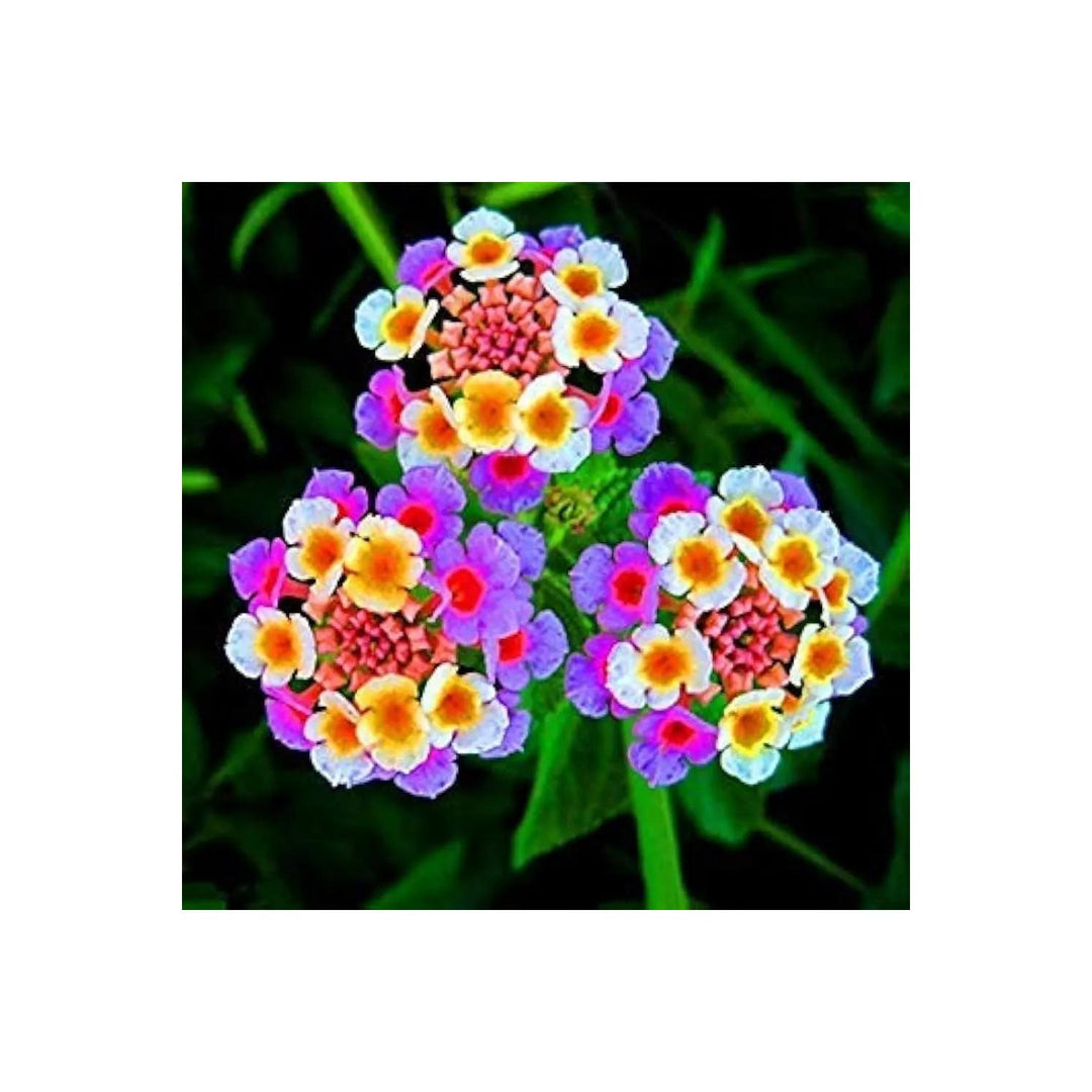 Mixed Lantana Camara Flower Organic Heirloom Non Gmo For Planting Flower Seeds for Home Garden [neera-v5-e778c2e15e329df75dca]
