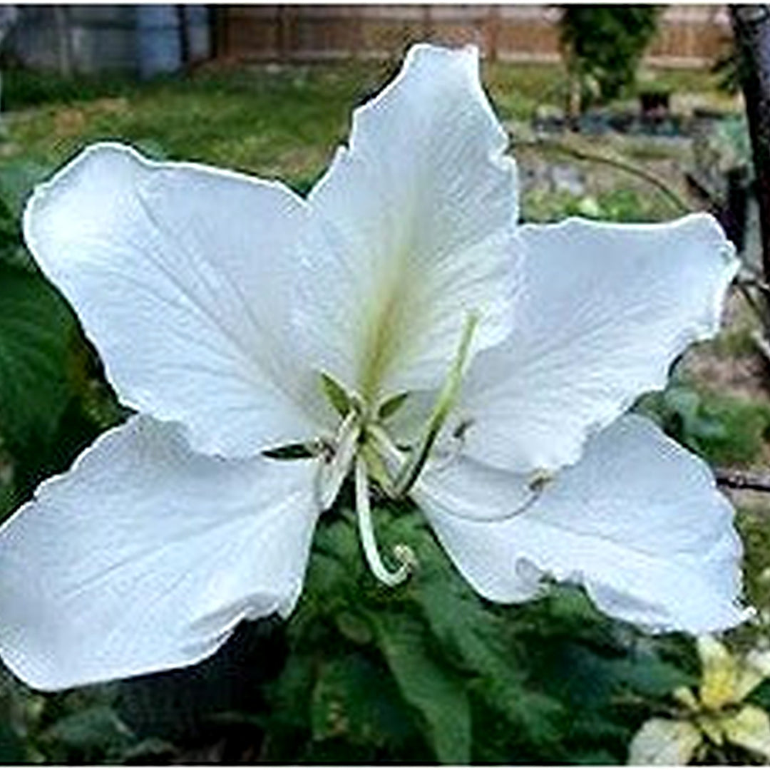 White Dwarf Bauhinia Snowy Orchid Tree Flower Seeds Home Garden Planting, Premium Organic [neera-v5-e77958ef48a46a8b0252]