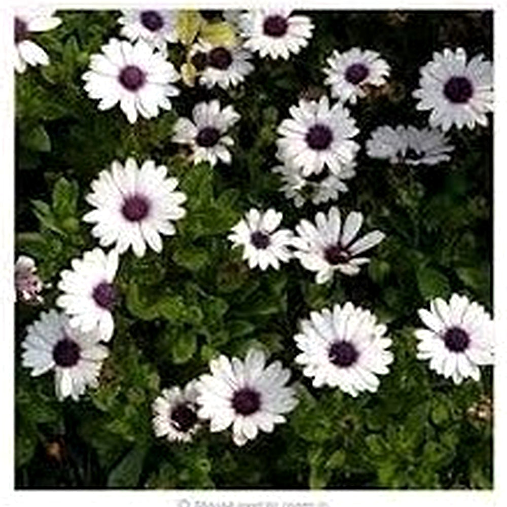 White Osteospermum Flower Seeds, Heirloom, Non-GMO Seeds for Planting [neera-v5-e77a455a40b23efcbf13]