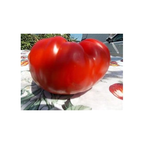 Big Tomato Vegetable Seeds for Planting [neera-v5-e77c20451bba301e7a5d]