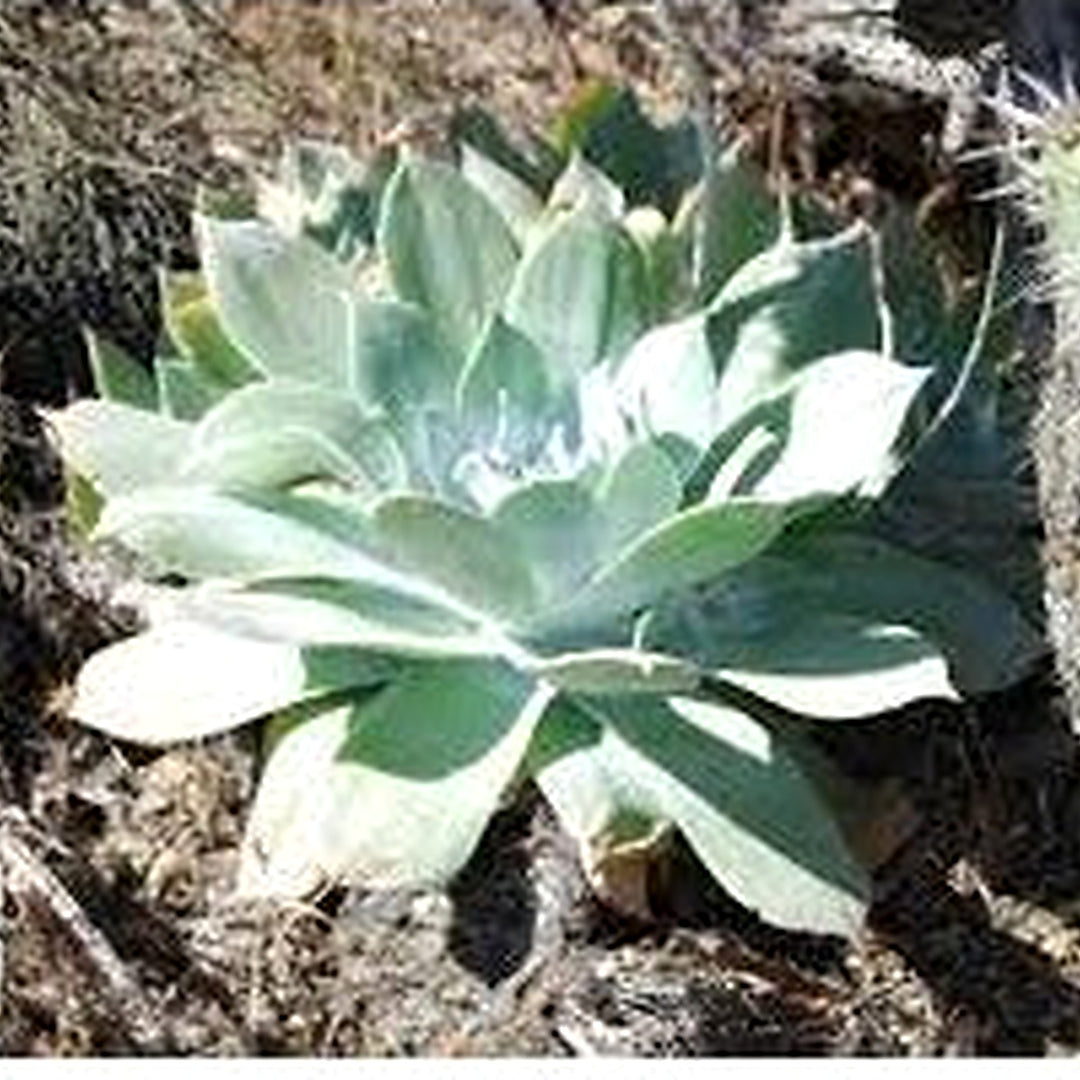 Green Dudleya Plant Seeds [neera-v5-e77efa1d3986dcbdaeec]