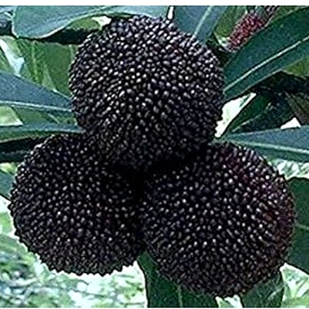 Black Myrica Rubra Fruit Seeds for Planting [neera-v5-e78afd7841f2e33633c2]