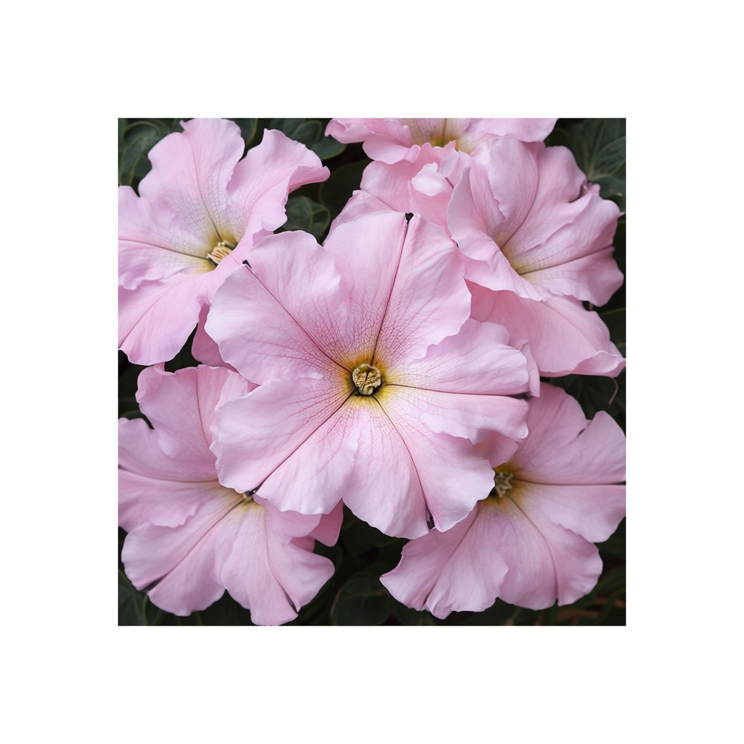 Pink Baby Petunia Hybrida For Planting Heirloom Non Gmo Flower Easy Grow Garden Blooms Flower Seeds [neera-v5-e78ead84b2df139d16ed]