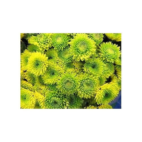 Organic Light Green China Aster Flower Seeds for Planting [neera-v5-e7954de1369ffaeb3fc7]