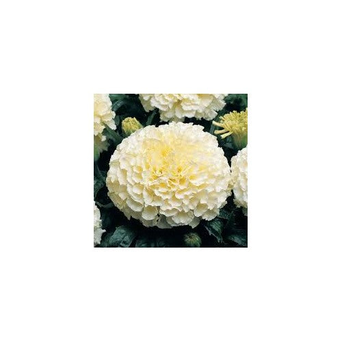 Heirloom Cream Marigold Flower Seeds for Planting [neera-v5-e796717e0420d4c2baf7]
