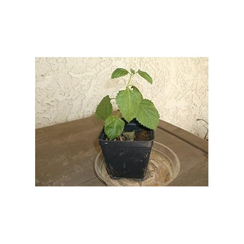 Heirloom Non-GMO Green Lantana Plant Seeds for Butterfly-Friendly Garden Planting [neera-v5-e79ba3f19c02fa86821e]