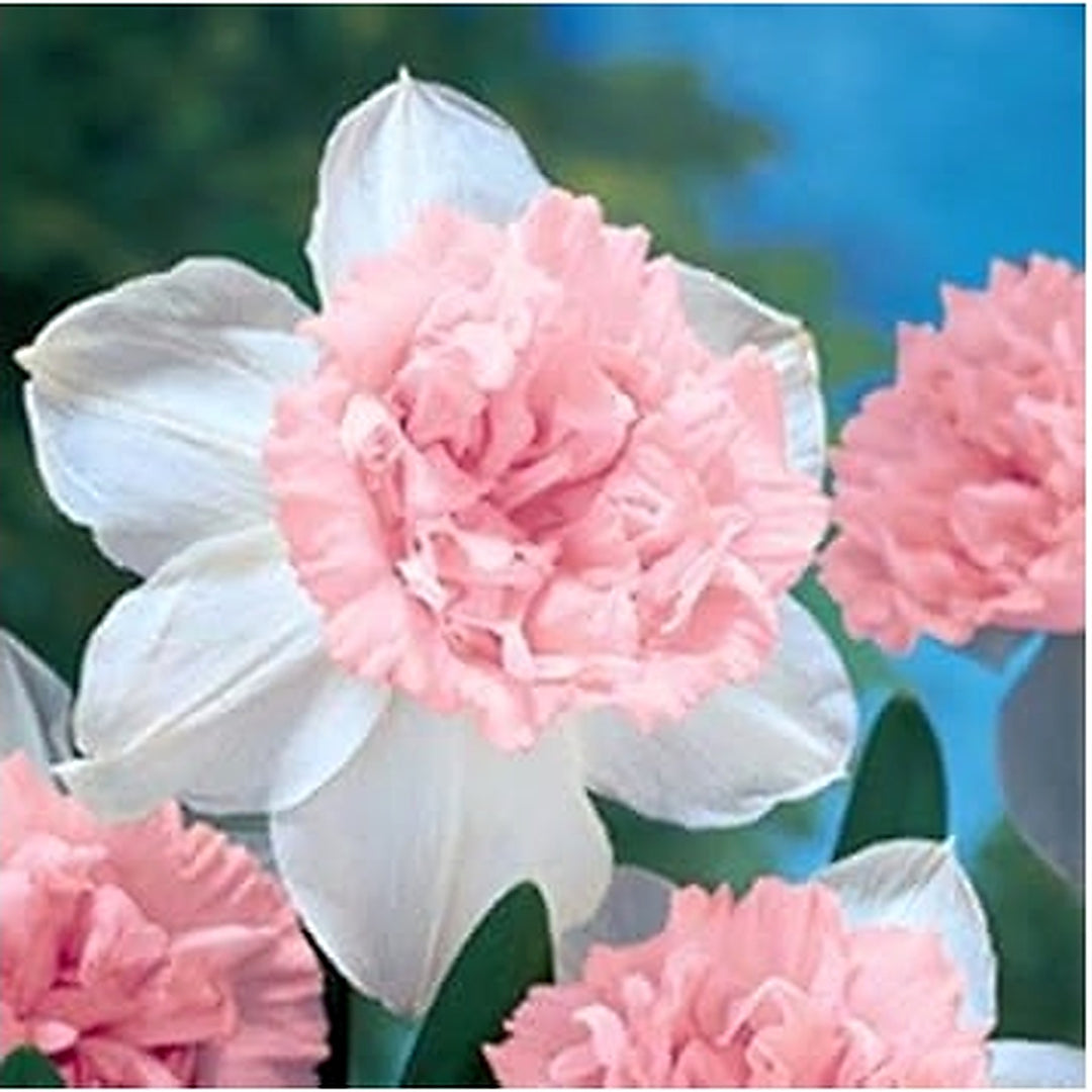 Baby Pink White Daffodil Flower Seeds for Planting [neera-v5-e79c087f88f03dbba2cc]