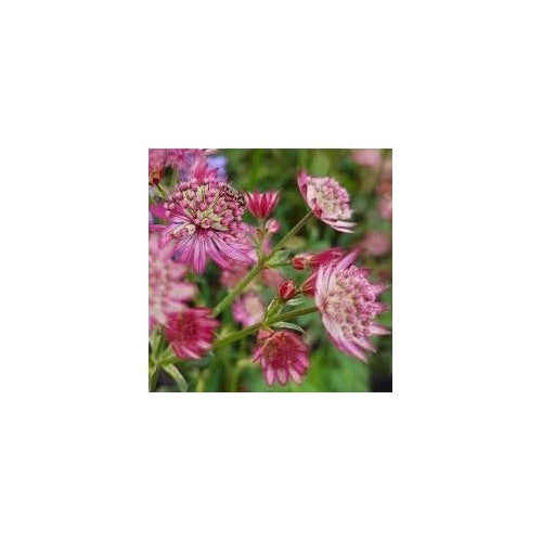 Masterwort Flower Seeds for Garden [neera-v5-e79cb4ba06111bbe167d]