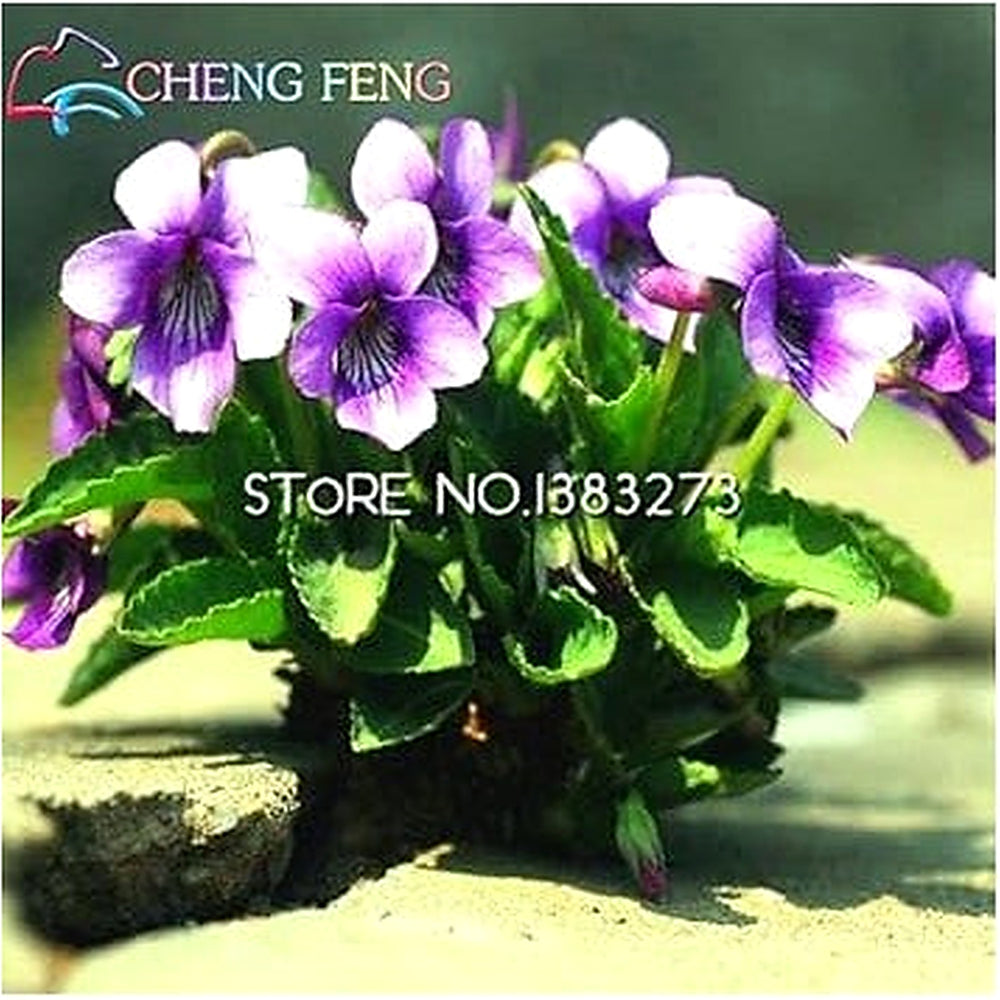 Heirloom Non-GMO Blue Viola Mandshurica Flower Seeds for Planting [neera-v5-e7bb1a6601072459e5f7]