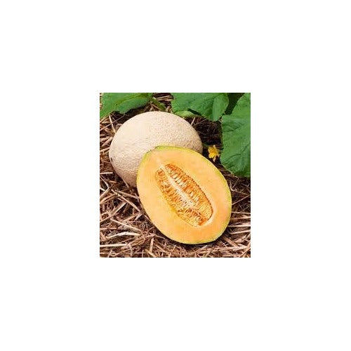 Jumbo Cantaloupe Fruit Seeds for Planting | Heirloom Non-GMO Organic Seeds for Giant, Juicy Melons [neera-v5-e7bb5f0d2e31527effb5]