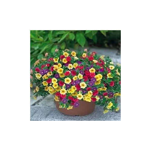 Petunia Hybrida Flower For Hanging Baskets Gardens Flower Seeds for Home Garden Planting, Colorful [neera-v5-e7c2de9595563e10eb45]