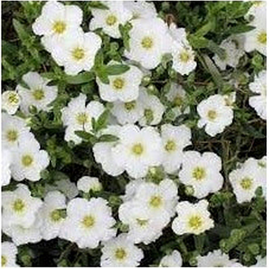 Avalanche Flower Seeds for Planting [neera-v5-e7ca4b62995dcc04a7ee]