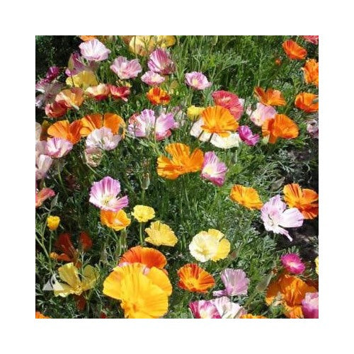 Ballerina Mix Calinia Poppy Planting Flower Planting Heirloom Non Gmo Flower Seeds [neera-v5-e7d5da011efdb4425c4c]