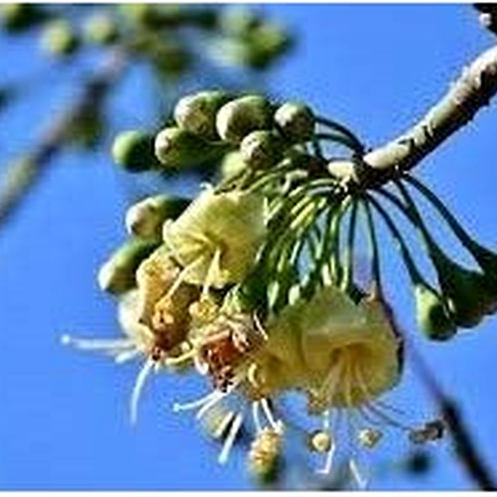 Green Ceiba Pentandra Flower Seeds for Planting [neera-v5-e7d8803c2891dd9d4732]