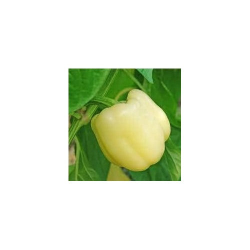 Spicy Pepper Seeds for Planting [neera-v5-e7df5949fa19236a9861]